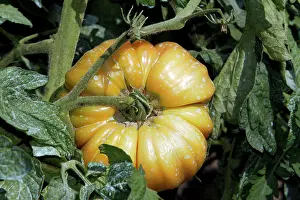 Treated: Tomato - close-up - has been treated with Bouillie