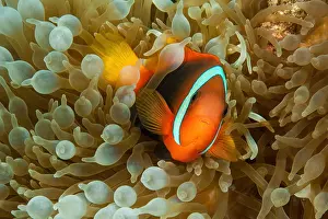 Tomato: Tomato clownfish (Amphiprion frenatus) seeks cover