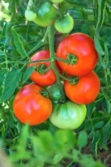 Lycopersicon: Tomato Cobra, Provence, France