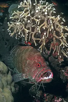 Cephalopholis: Tomato Cod - being cleaned by the Indo-pacific