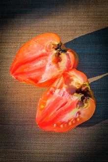 Coeur: Tomato Coeur de Boeuf rotting, Provence France