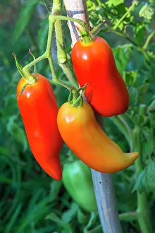 Lycopersicon: Tomato Cornue des Andes, Provence, France