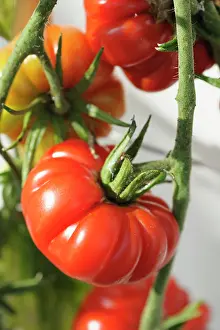 Cupid: Tomato, Cupid tomato, Lycopersicon, Lycopersicon