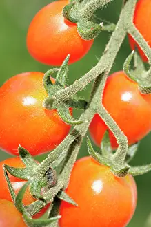 Cupid: Tomato, Cupid tomato, Lycopersicon, Lycopersicon
