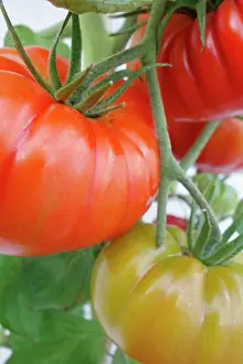 Cupid: Tomato, Cupid tomato, Lycopersicon, Lycopersicon