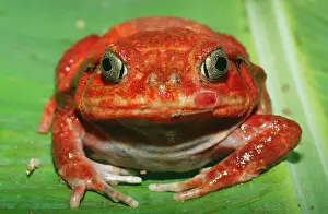 Dyscophus: Tomato Frog