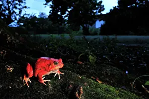 Dyscophus: Tomato Frog