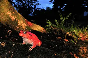 Dyscophus: Tomato Frog