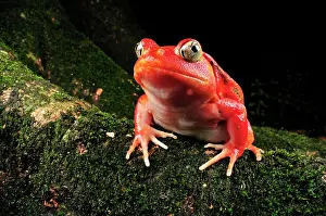 Dyscophus: Tomato Frog