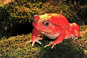 Dyscophus: Tomato Frog