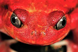 Dyscophus: Tomato Frog