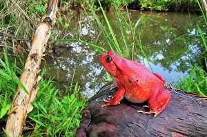 Dyscophus: Tomato Frog