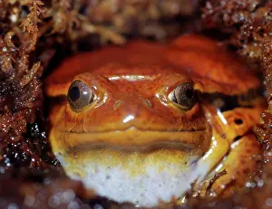 Dyscophus: Tomato Frog