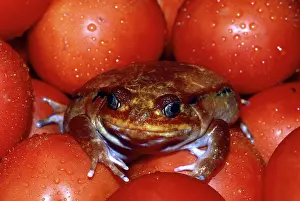 Microhylidae: Tomato Frog