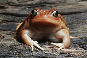 Microhylidae: Tomato Frog