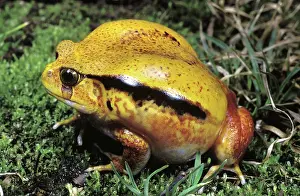 Inflated: Tomato Frog
