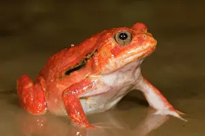 Lurch: Tomato Frog