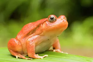 Lurch: Tomato Frog