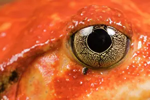 Lurch: Tomato Frog