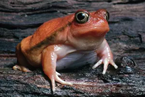 Inflated: Tomato Frog