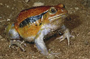 Malagasy: Tomato Frog