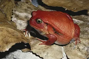 Malagasy: Tomato Frog