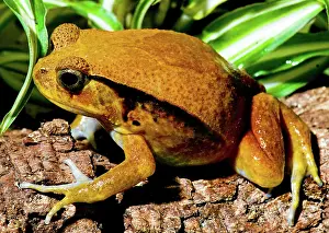 Rouge: Tomato Frog