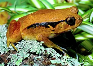 Rouge: Tomato Frog