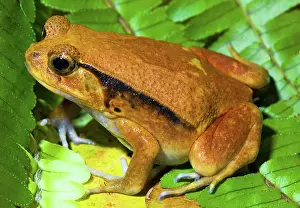 Rouge: Tomato Frog