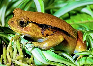 Rouge: Tomato Frog
