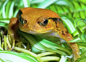 Rouge: Tomato Frog