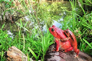 Dyscophus: Tomato Frog - Amplexus