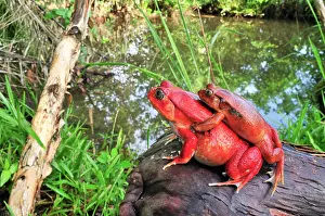 Dyscophus: Tomato Frog - Amplexus