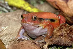Dyscophus: Tomato Frog - Endemic