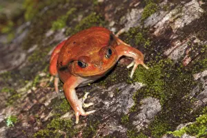 Dyscophus: Tomato Frog - Endemic