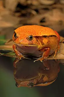 Dyscophus: Tomato Frog in pool with reflection