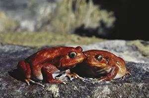 Malagasy: Tomato Frogs