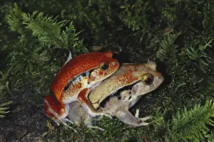1995: Tomato Frogs Mating