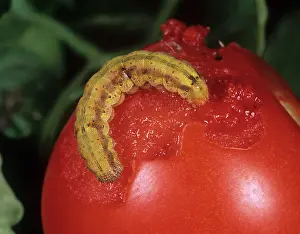 Larvae: Tomato Fruitworm