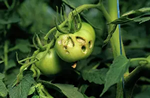 Heliothis: Tomato fruitworm (Helicoverpa armigera)
