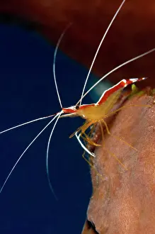Amboinensis: Tomato Grouper