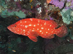 Cephalopholis: Tomato hind (Cephalopholis sonnerati), Sodwana Bay