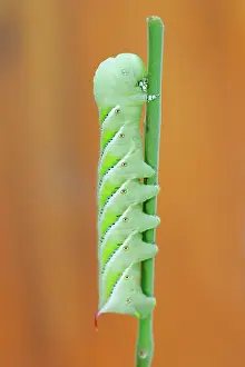 Hornworms: Tomato Hornworm - garden / crop pest
