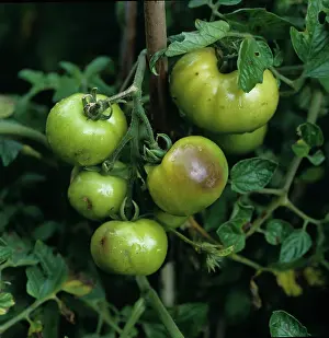 Blight: Tomato late blight