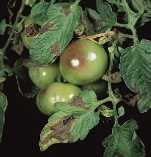 Blight: Tomato late blight