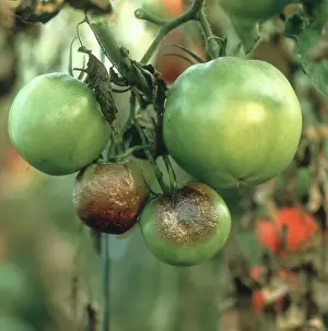 Blight: Tomato late blight
