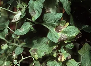 Blight: Tomato late blight
