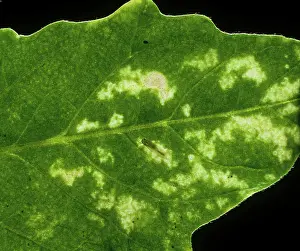 Leafhopper: Tomato Leafhopper Damage
