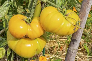 Vegetables: Tomato Lemon Huge Oxheart