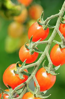 Cupid: Tomato. Lycopersicon esculentum Cupido, Red coloured tomat